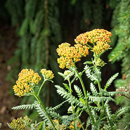 Achillea millefolium flammea